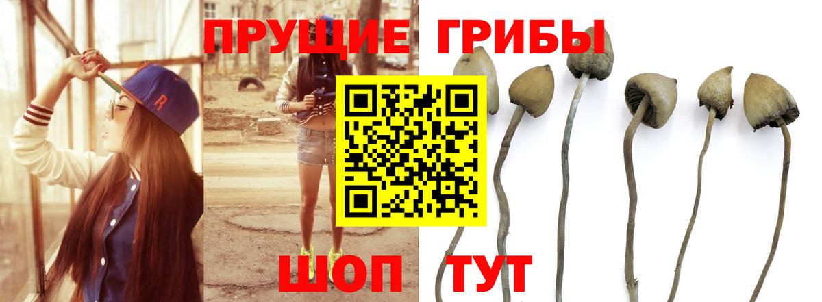 Псилоцибиновые грибы MAGIC MUSHROOMS Всеволожск